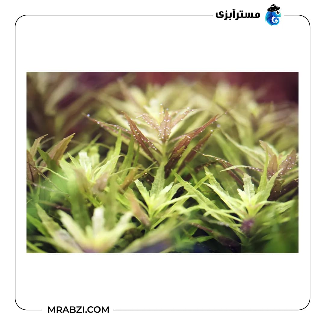 لیمنوفیلا آروماتیکا کوچک — تصویر ۲
