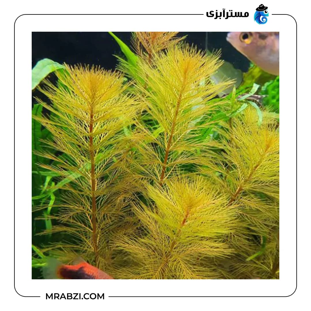 میریوفیلوم رورایما — تصویر ۳