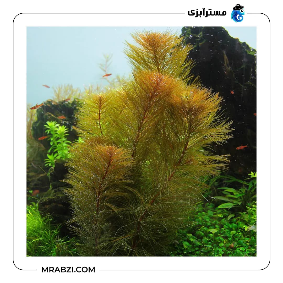 میریوفیلوم رورایما — تصویر ۲