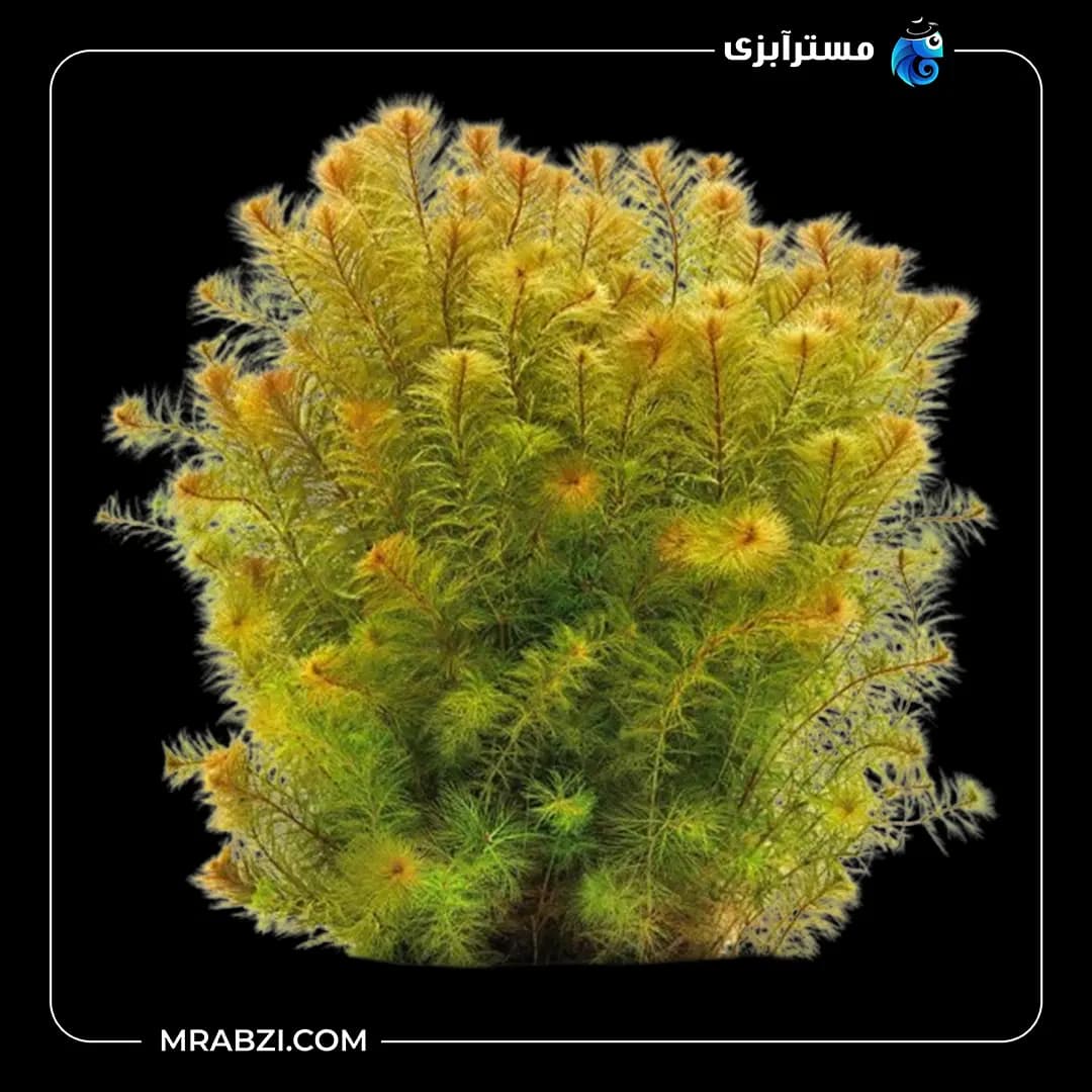 میریوفیلوم رورایما