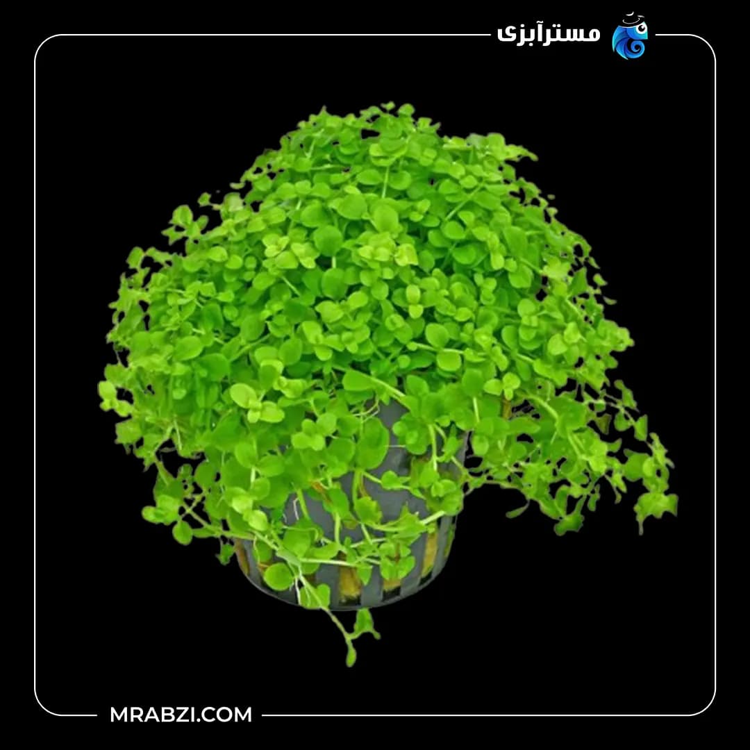 میکرانتموم مونت کارلو