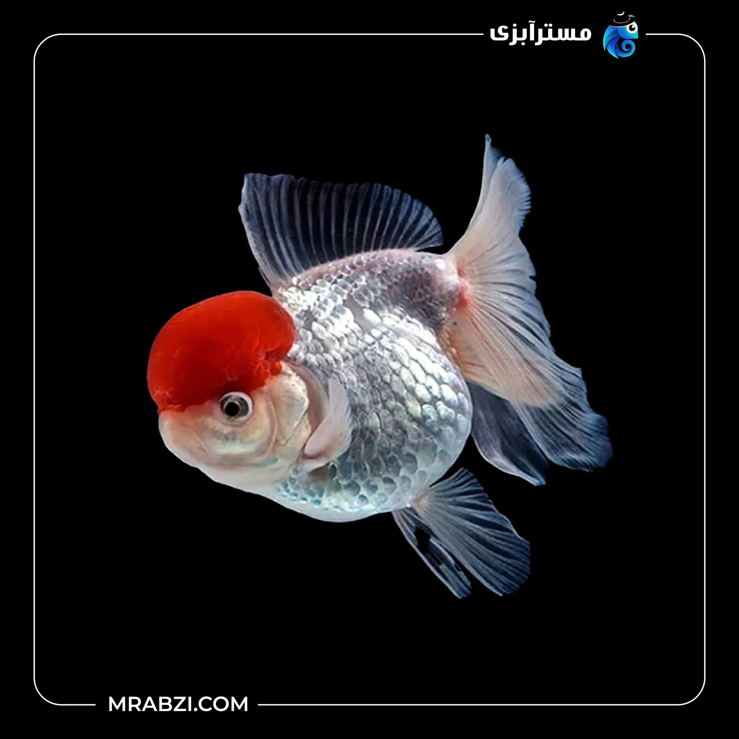 گلدفیش ردکپ