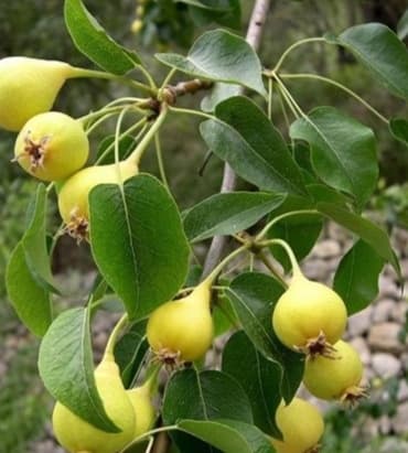 گلابی جنگلی — تصویر ۳