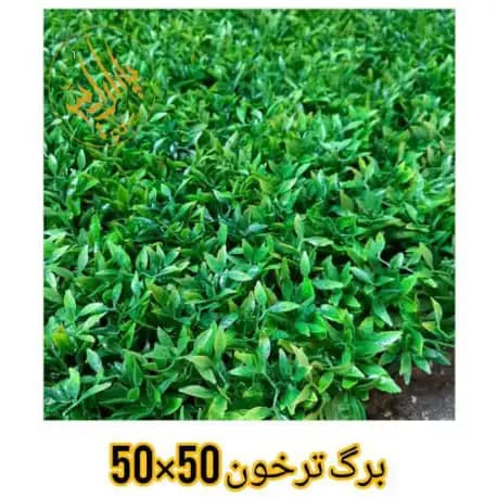 گرین وال ترخون — تصویر ۲