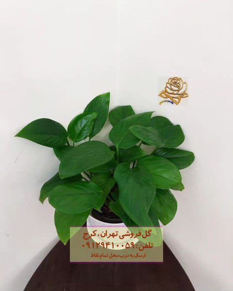 پوتوس برای چیدمان جشنهای خانگی