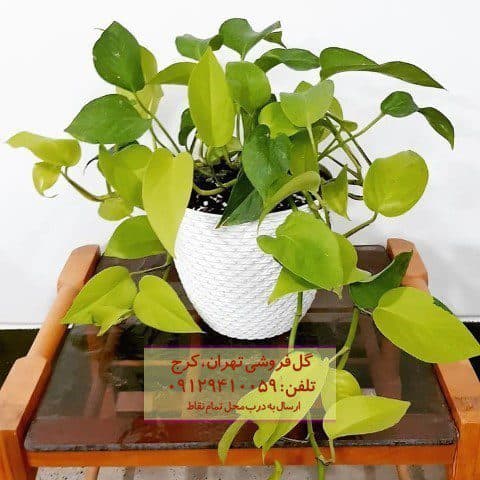 پوتوس برای طراحی اتاق مطالعه و کتابخانه