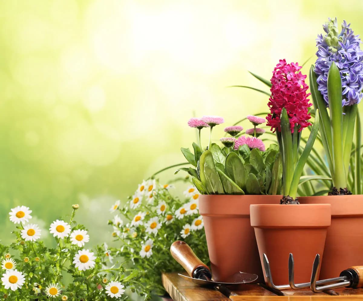 تصویر استوک گل های باغچه و ابزار باغبانی