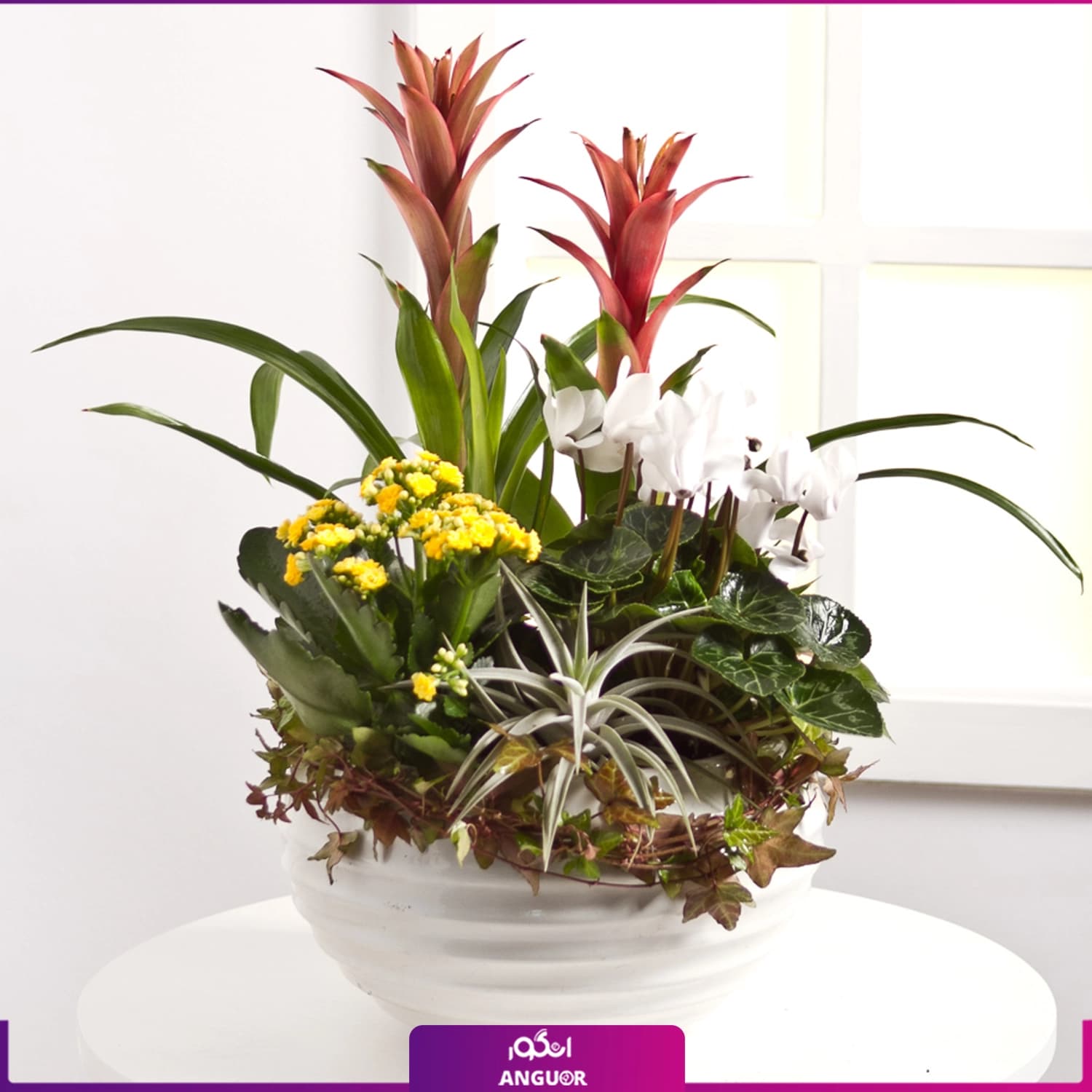 باغچه نوروزی (سیکلامن، گازمانیا، کالانکوئه، پیچک، تیلادنزیا)