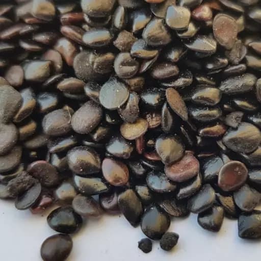 چشوم (چشم) 75 گرم — تصویر ۲