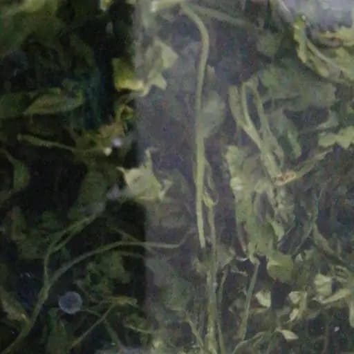 جوشانده کلیه 75 گرم