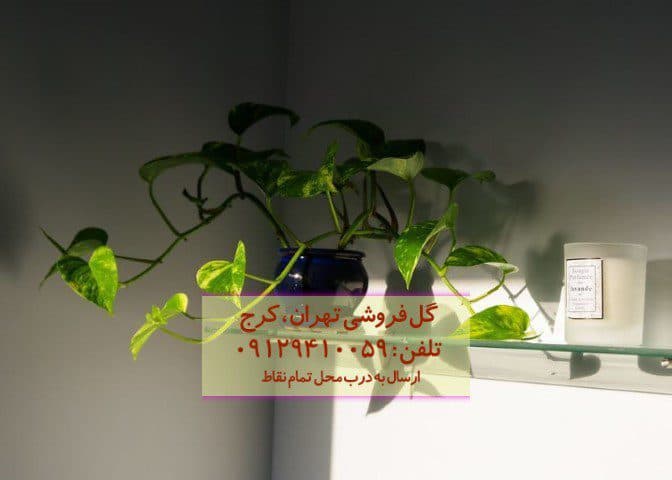 پوتوس طلایی به عنوان گیاهی برای زیباسازی فضاهای باز