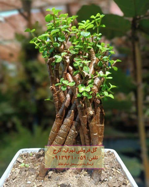 فروش بونسای برای دکور اتاق مطالعه
