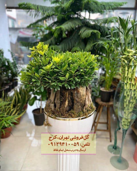 بونسای برای چیدمان محیطهای درمانی