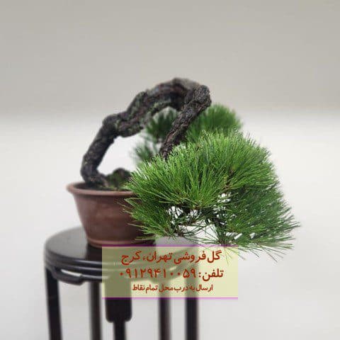 فروش بونسای برای دیزاین کافهها و رستورانها