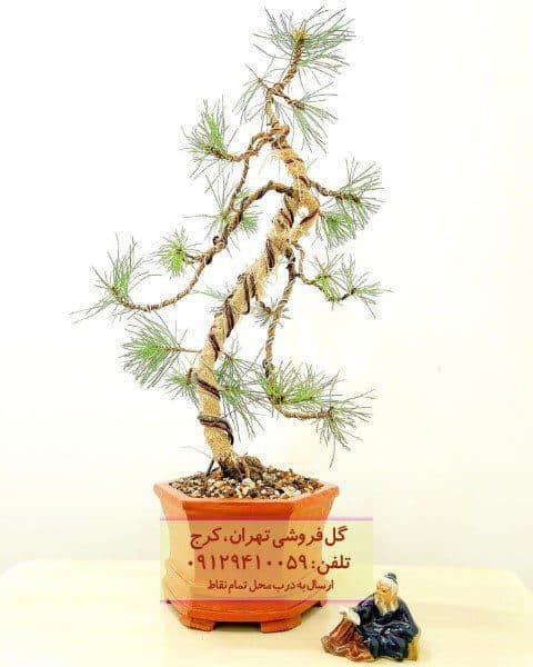 فروش بونسای به عنوان گیاه زینتی فضای تجاری