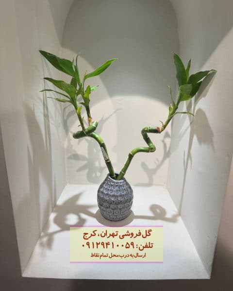 بامبو مناسب برای طراحی فضاهای کودکانه