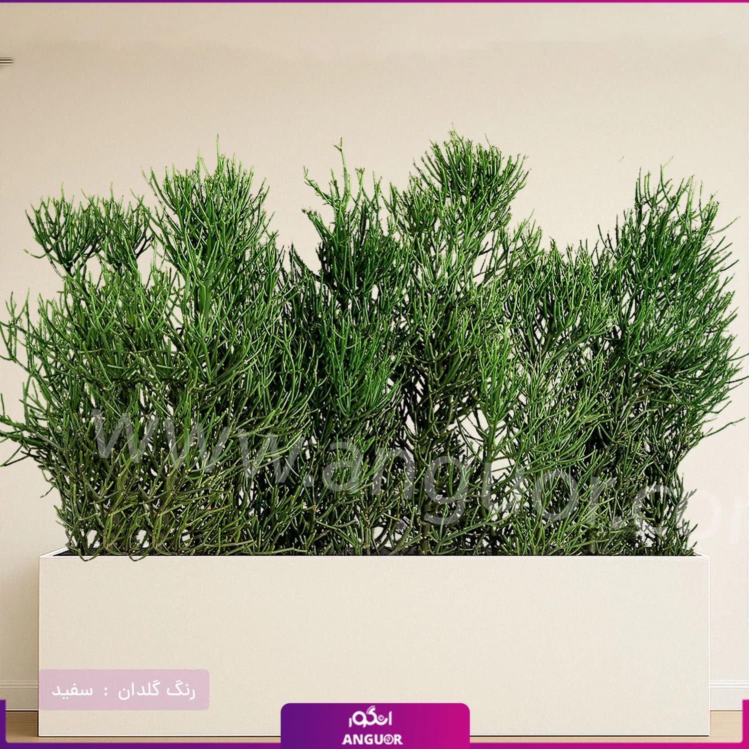 فلاور باکس افوربیا تیروکالی سایز بزرگ — تصویر ۵