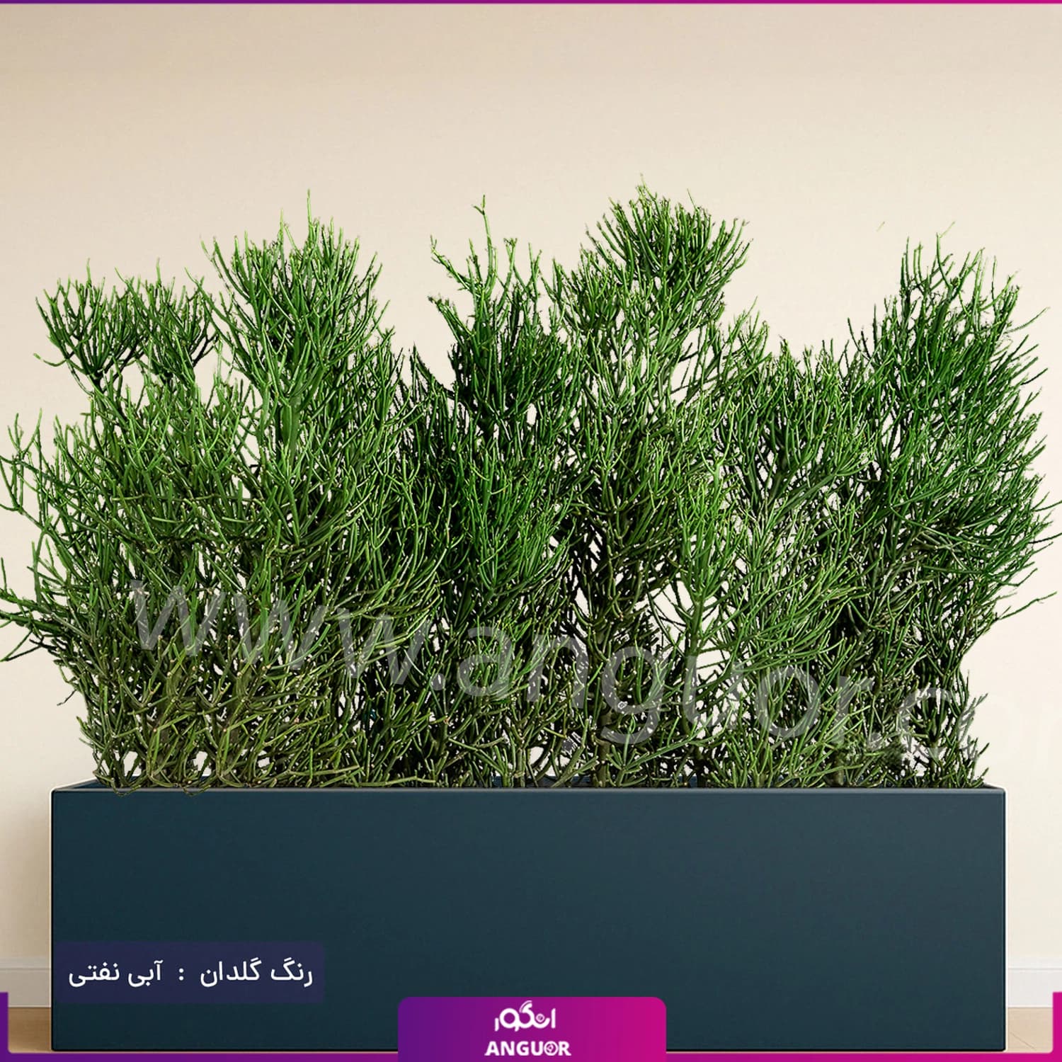 فلاور باکس افوربیا تیروکالی سایز بزرگ — تصویر ۲