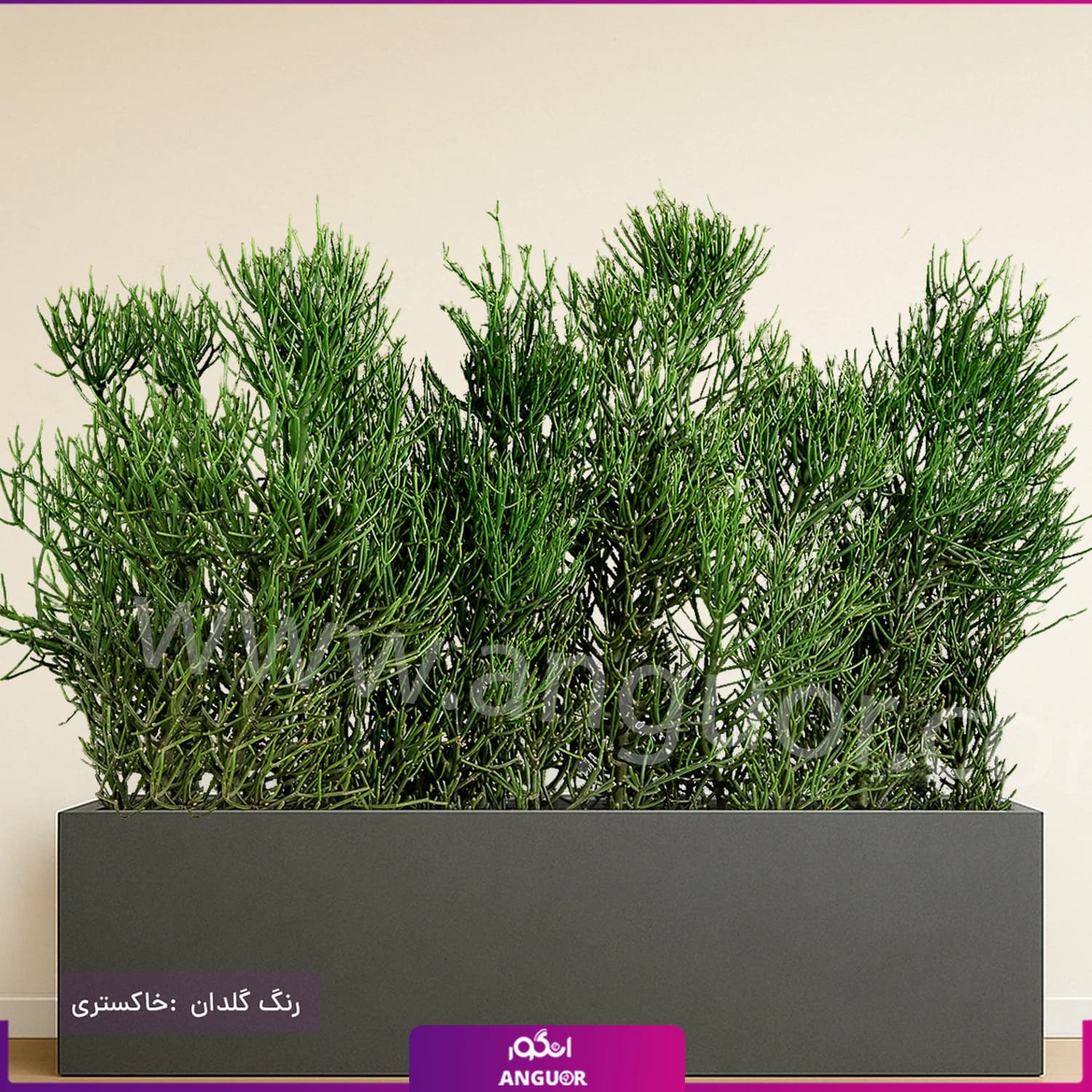 فلاور باکس افوربیا تیروکالی سایز بزرگ — تصویر ۳