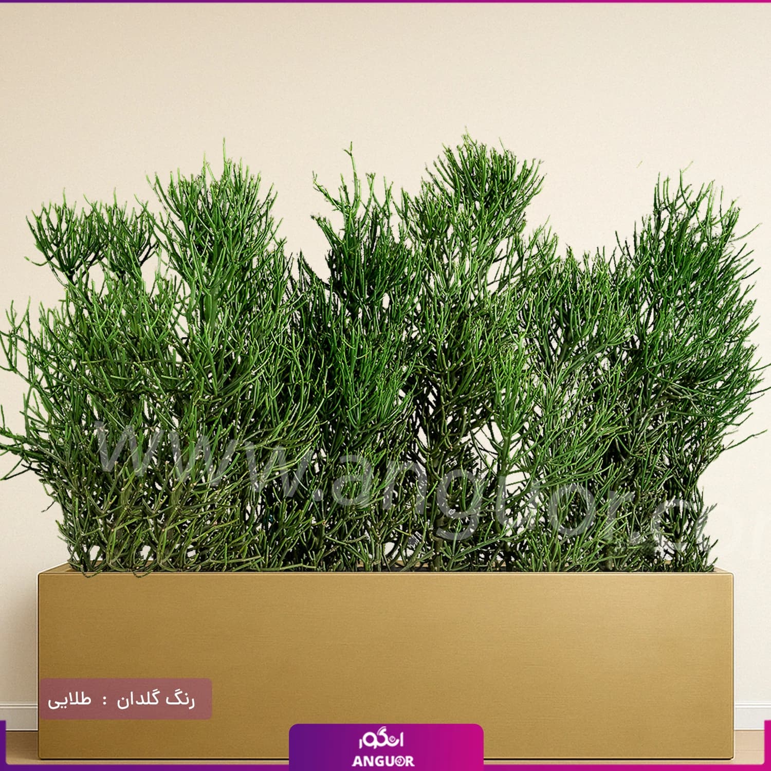 فلاور باکس افوربیا تیروکالی سایز بزرگ — تصویر ۷