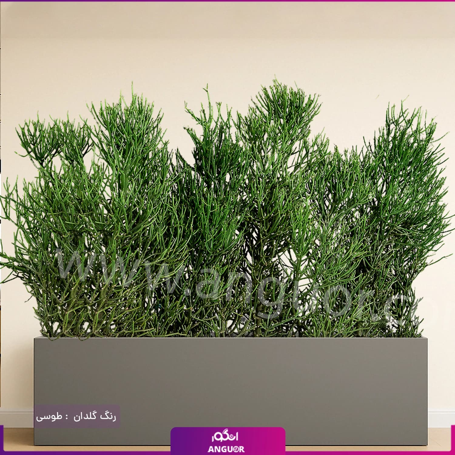 فلاور باکس افوربیا تیروکالی سایز بزرگ — تصویر ۸