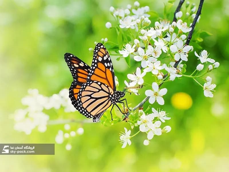 آسمان مجازی طرح گل بهار ، کد 34116 — تصویر ۲