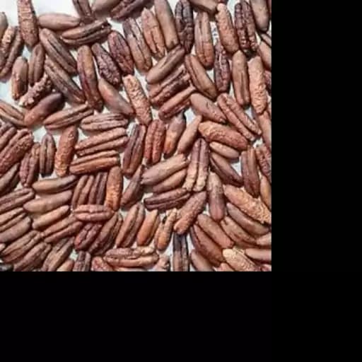 هسته خرما درشت درجه یک مناسب برای پودر قهوه — تصویر ۲