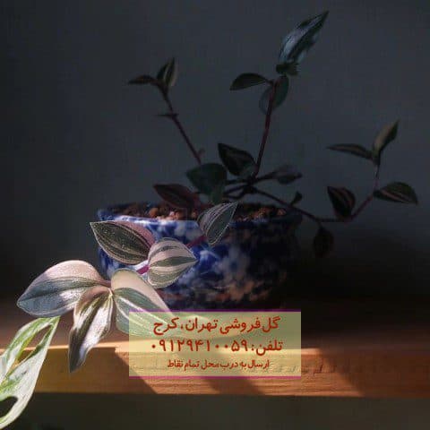 برگ بیدی برای تزئین محیطهای هنری و فرهنگی