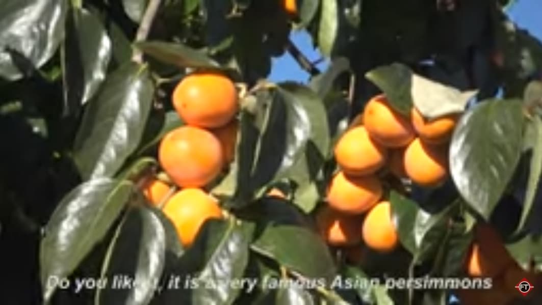 فیلم آموزش تولید خرمالو ژاپنی
