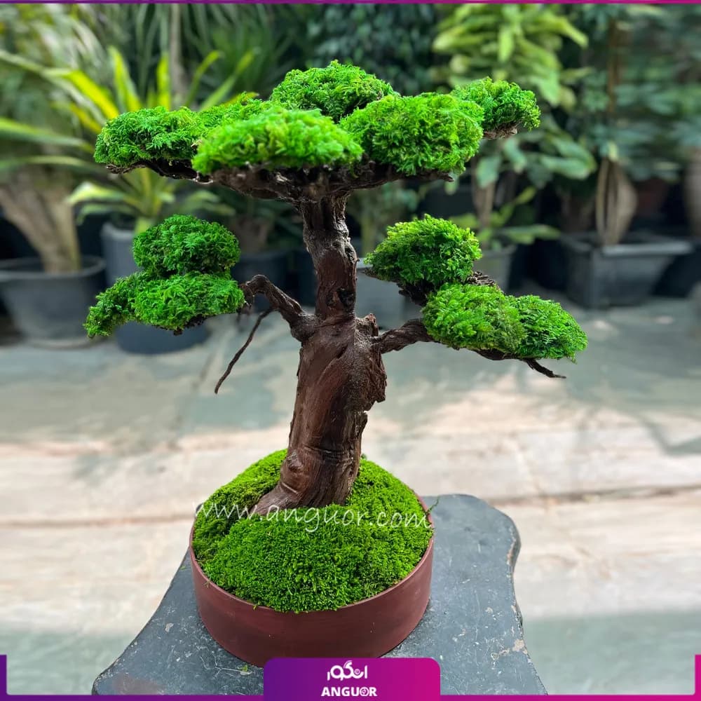 درخت جاودان طبیعی با خزه تثبیت شده (سایز متوسط)