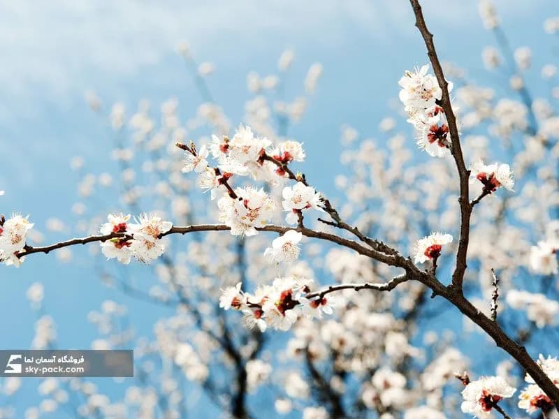 آسمان مجازی طرح شکوفه های گیلاس شیرین — تصویر ۲