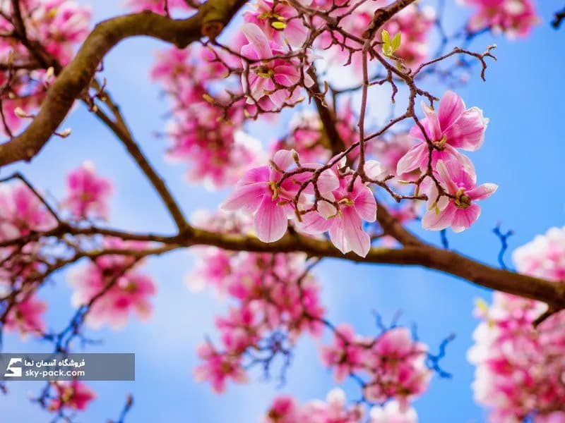 آسمان مجازی آشپزخانه ، طرح شکوفه — تصویر ۲
