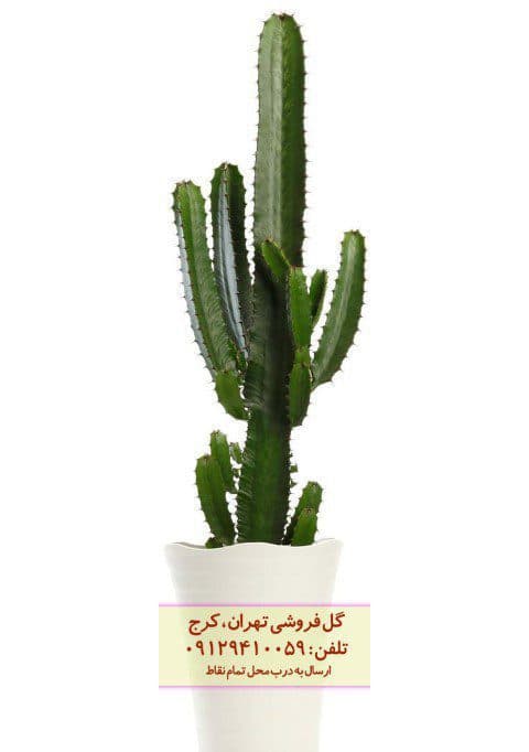 فروش افوربیا درخت مدادی برای طراحی فضای سبز خیابانی