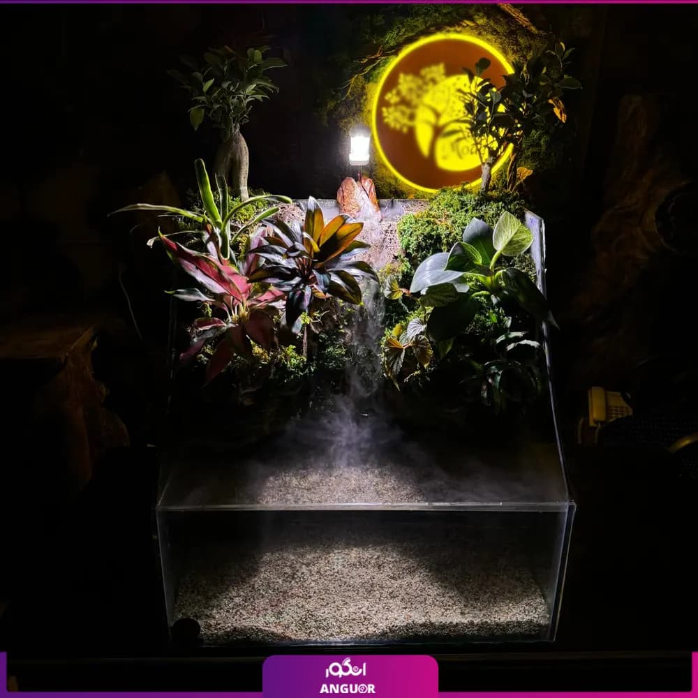 پالوداریوم به همراه گیاه بونسای — تصویر ۲