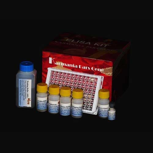 کیت الایزا اینترلوکین 10 رت IL-10 — تصویر ۲