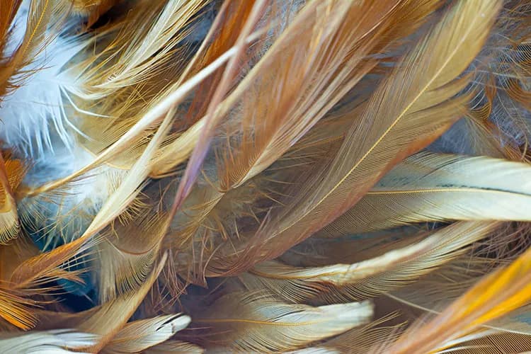پوستر دیواری طرح پر مدرن — تصویر ۲