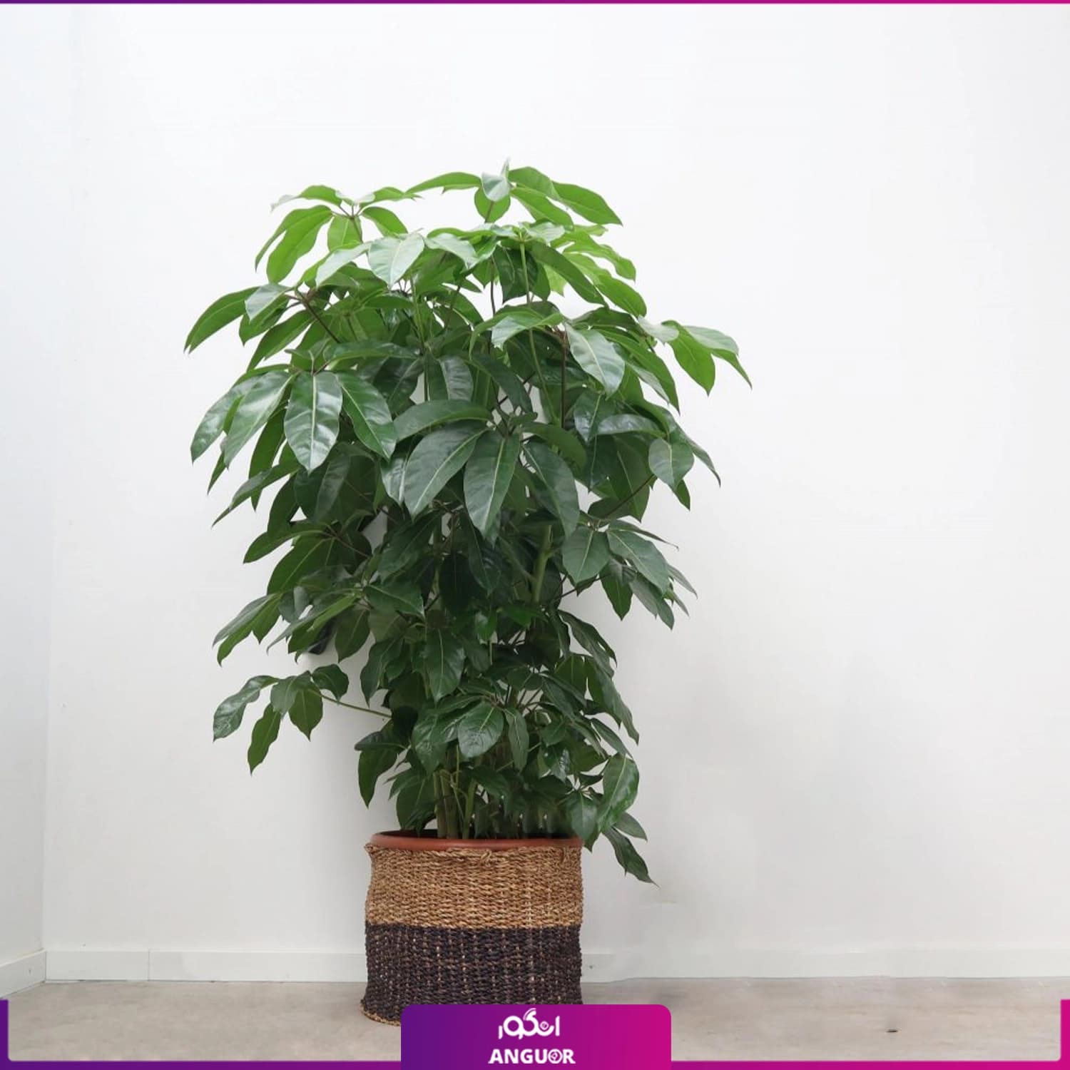 شفلرا آمیت (حصیری)