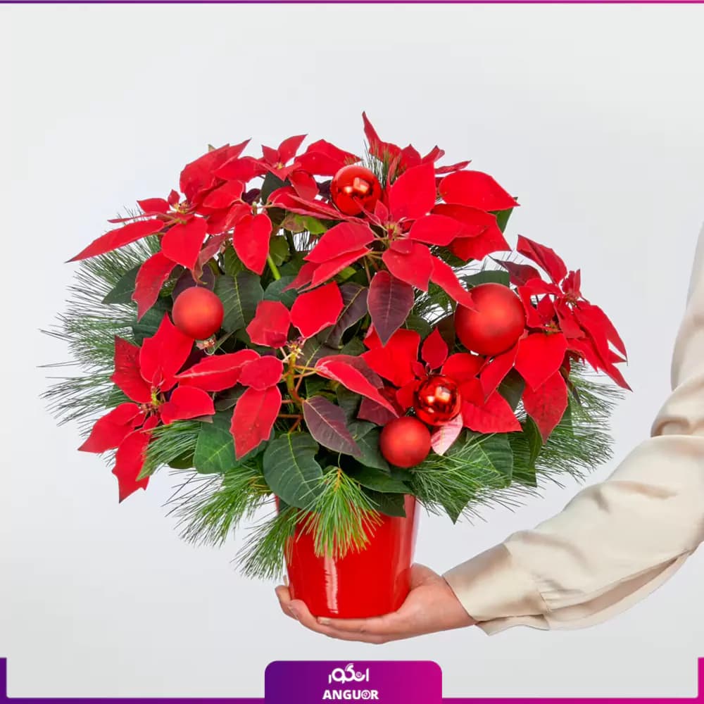 بنت قنسول گلی برای کریسمس — تصویر ۲