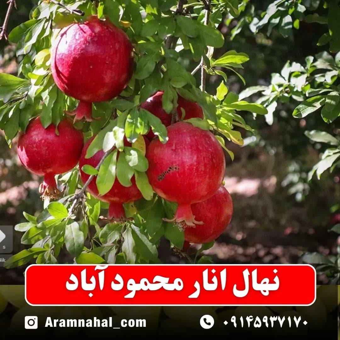 نهال انار محمود آباد