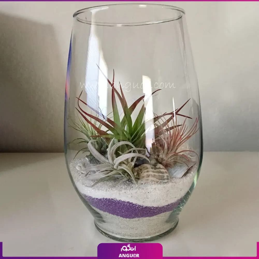 گیاه تیلادنزیا در تنگ شیشه ای