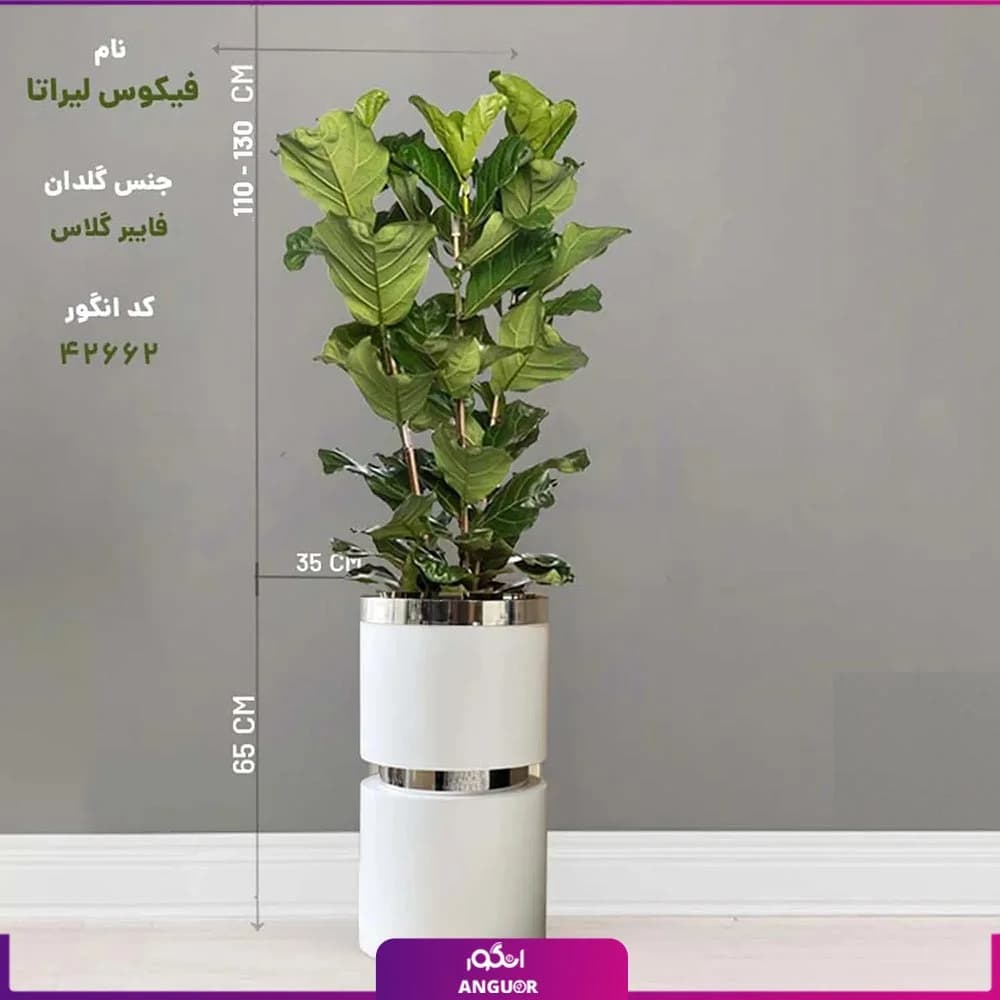 گلدان هدیه VIP فایبر گلاس کمری با فیکوس آفریقایی لیراتا(3 شاخه) — تصویر ۴