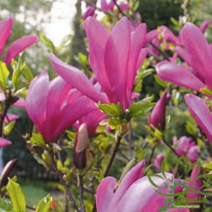 مگنولیا بنفش