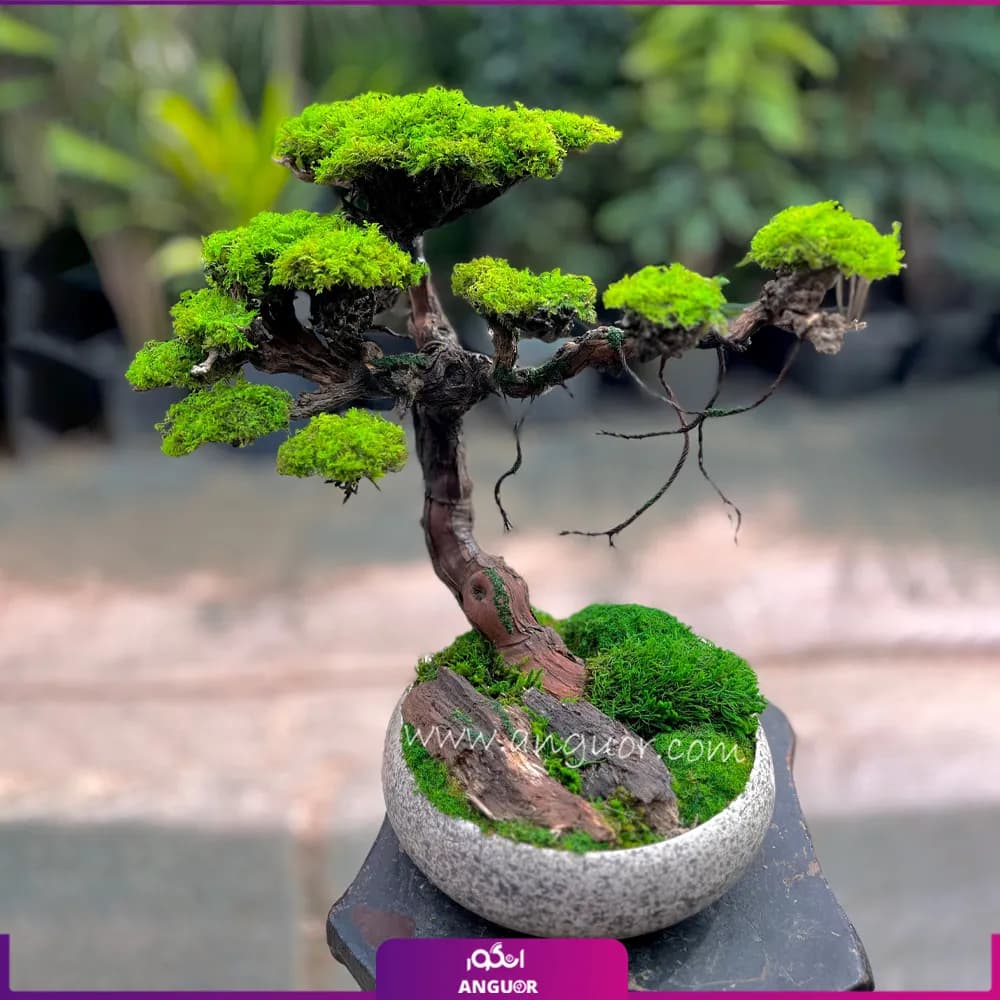 درختچه طبیعی کهن ژاپن (بونسای سایز بزرگ)