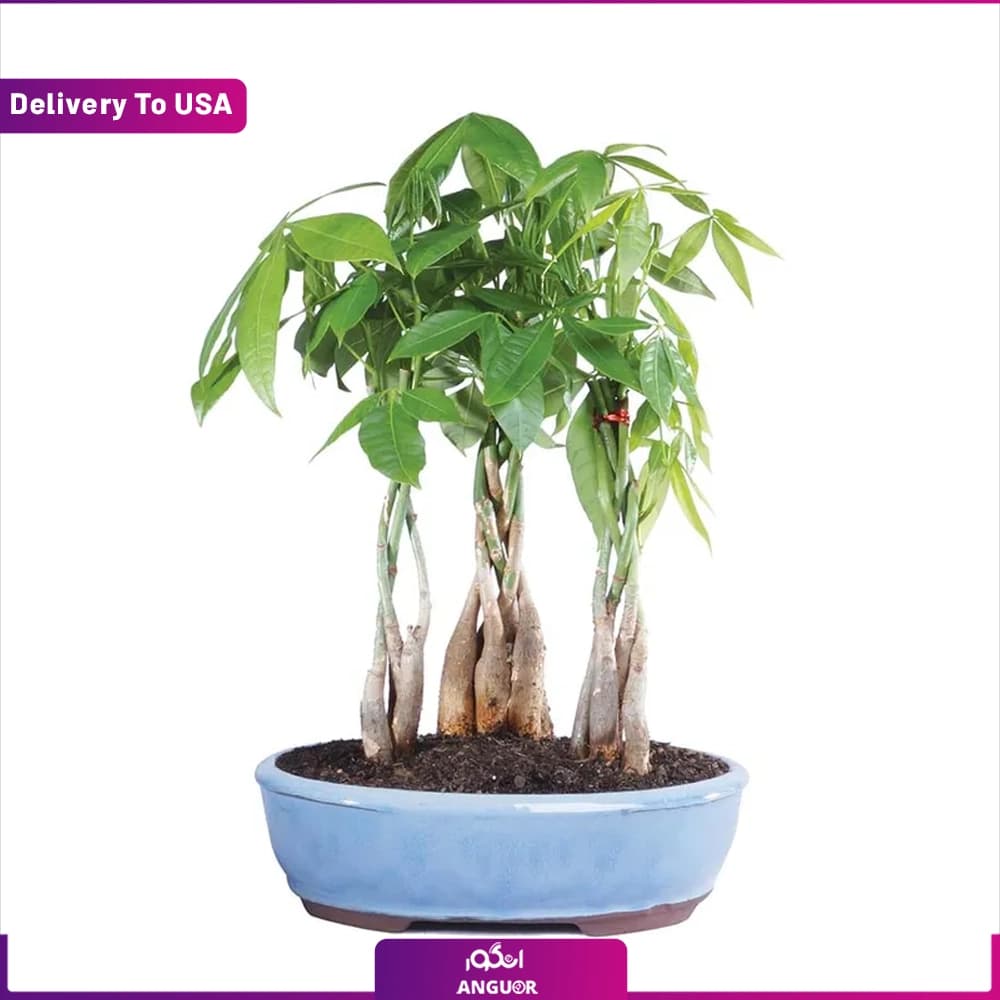 باغچه بونسای پاچیرا (تحویل در امریکا)