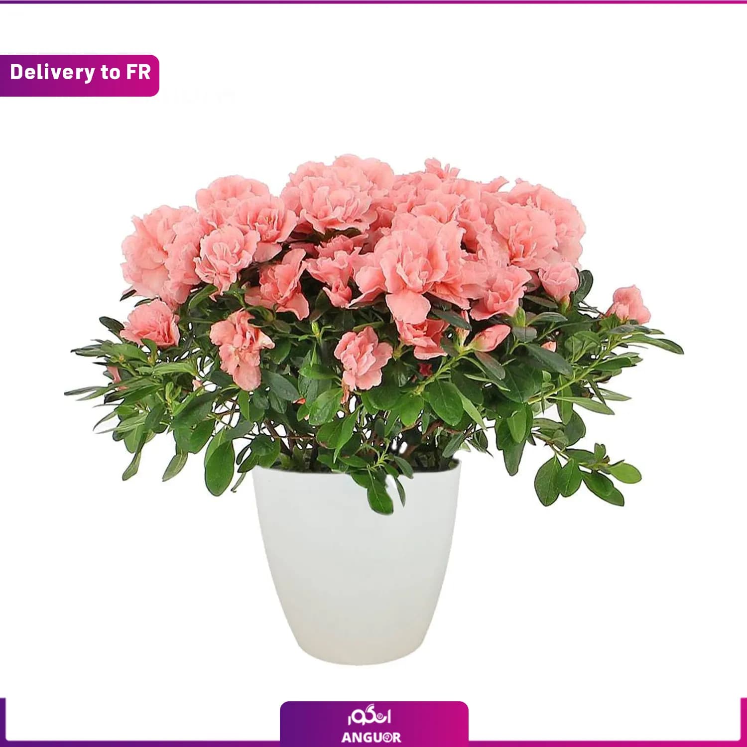 Medinilla magnifica (Delivery to France)