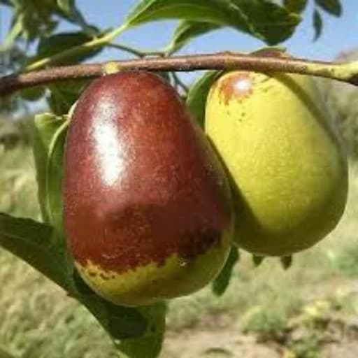 عناب پیوندی گلابی — تصویر ۳