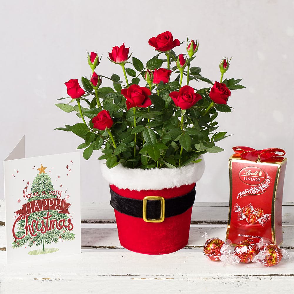 گل رز و شکلات برای کریسمس (تحویل در انگلستان)