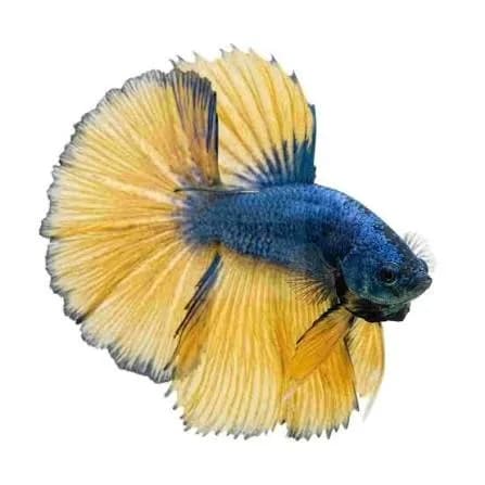 و دانلود نسخه کامل آموزش تکثیر ماهی فایتر از صفر تا صد | fighter fish | کسب درآمد | کسب و کار | تولید ماهی فایتر — تصویر ۳