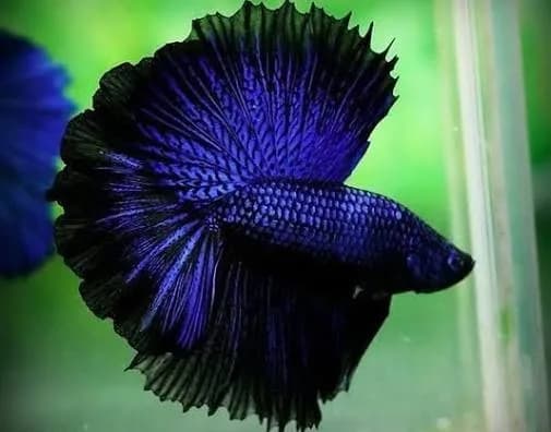 و دانلود نسخه کامل آموزش تکثیر ماهی فایتر از صفر تا صد | fighter fish | کسب درآمد | کسب و کار | تولید ماهی فایتر — تصویر ۶