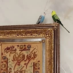 عروسک پرنده بافتنی طوطی مرغ عشق اسباب بازی کاموا قلاب بافی — تصویر ۳